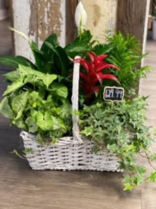 Burst of Red Planter